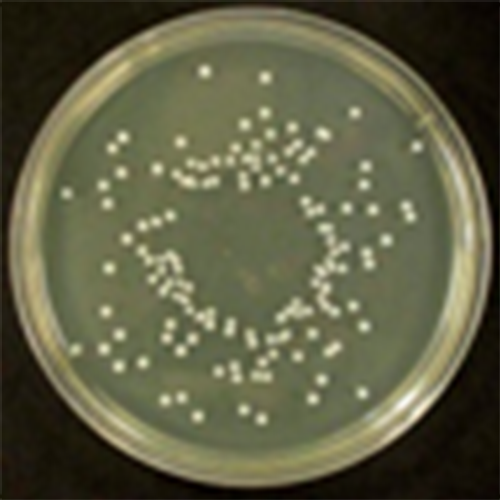 Antibiotic 1 medium at pH 6,6 ( Môi trường số 1)